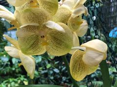 -墨尔本皇家植物园