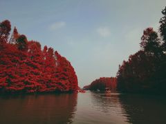 -上海海湾国家森林公园