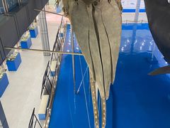 -上海海洋大学鱼文化博物馆(军工路校区)