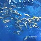 五一游玩‖武汉海昌极地海洋公园