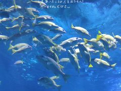 -海合安武汉极地海洋公园