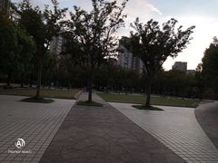 -新江湾城公园