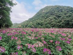 -广州市石门国家森林公园