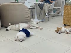 -怪兽屋·羊驼·猫咖·狗咖(俊华广场店)