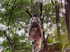 -广州长隆飞鸟乐园