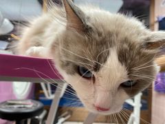 -FAELING PETS美天灵宠物(富力广场店)