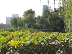 -后襄河公园