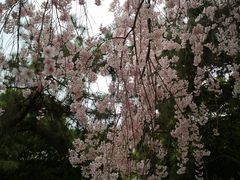 -西安青龙寺遗址景区