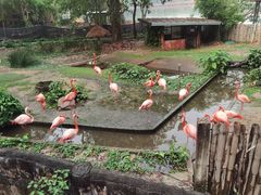 -清迈夜间动物园