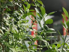 -广州神农草堂中医药博物馆