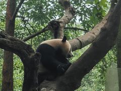 -都江堰中华大熊猫苑