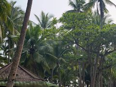 -东郊椰林