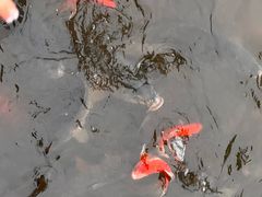 -龙头寺公园