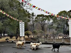-报恩禅寺