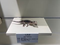-大连自然博物馆