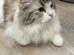 -柴迷FANS CLUB·柴犬狗咖·猫咖