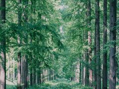 -黄海国家森林公园