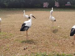 -广州长隆飞鸟乐园