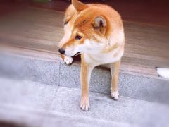 -啡语