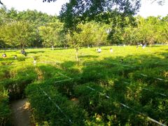 -广东茂名森林公园