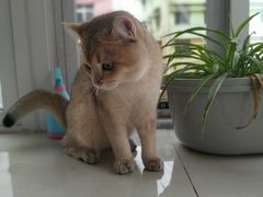-糯米喵星人总部直营旗舰店·猫舍·幼猫出售