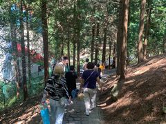 -四明山国家森林公园
