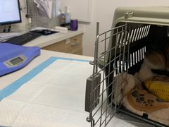 -艾贝尔宠物医院 ·中兽医·宠保定点(北门桥店)