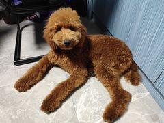 -翊宠yipet猫狗购宠庄园犬舍•猫舍