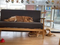 -南京Hallo宠物乐园·哈罗犬舍·柴犬繁育基地