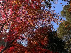 -韬光茶庵