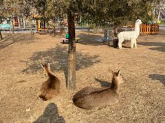 -北京鹿世界主题园