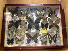 -陕西自然博物馆