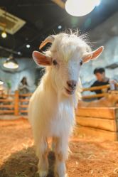 -Zoolung Zoolung动物主题公园(海信广场店)