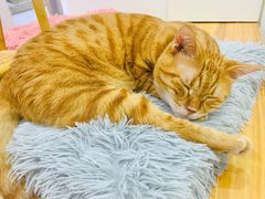 -李小姐の猫咖啡馆(五角场店)