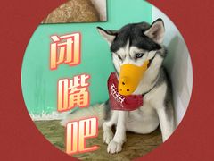 -Husky Go! 哈士奇体验馆·宠物咖啡厅狗咖