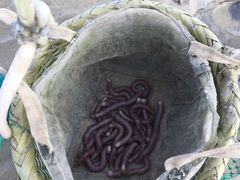 -北海金海湾红树林生态旅游区