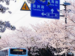 -高东镇樱花园