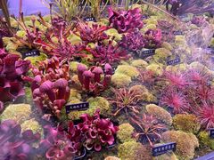 -中国科学院西双版纳热带植物园