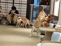 -逗柴咖啡屋·狗咖猫咖宠物桌游