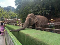 -野象谷景区