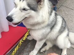 -咬不得高祖生煎·简餐(赛银国际店)