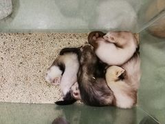 -藦茜花园宠物主题亲子互动体验馆(国顺东路店)