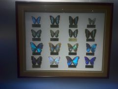 -上海昆虫博物馆