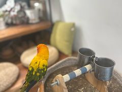 -吉丁鸟咖·异宠·寄养