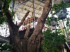 -Rainforest