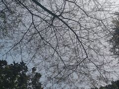 -武汉大学-樱园