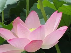 -荔湾湖公园