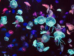 -珠海长隆海洋王国