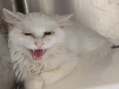 -萌兽医馆·犬猫专科·眼科中心·宠物医院(朝阳门分院)