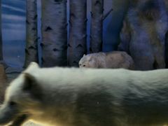 -芜湖新华联大白鲸海洋公园